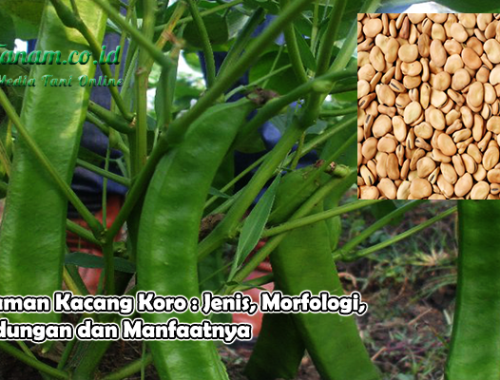 Informasi Klasifikasi dan Morfologi Tanaman Kacang Koro